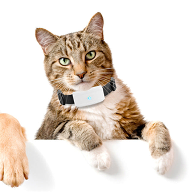 Smart GPS Collar for Adventurous Cats